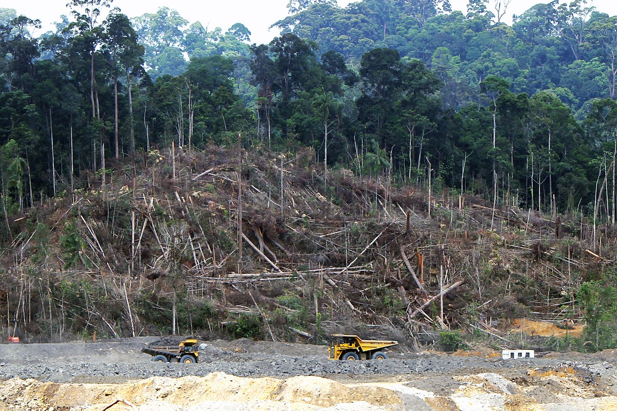 Deforestation in Borneo