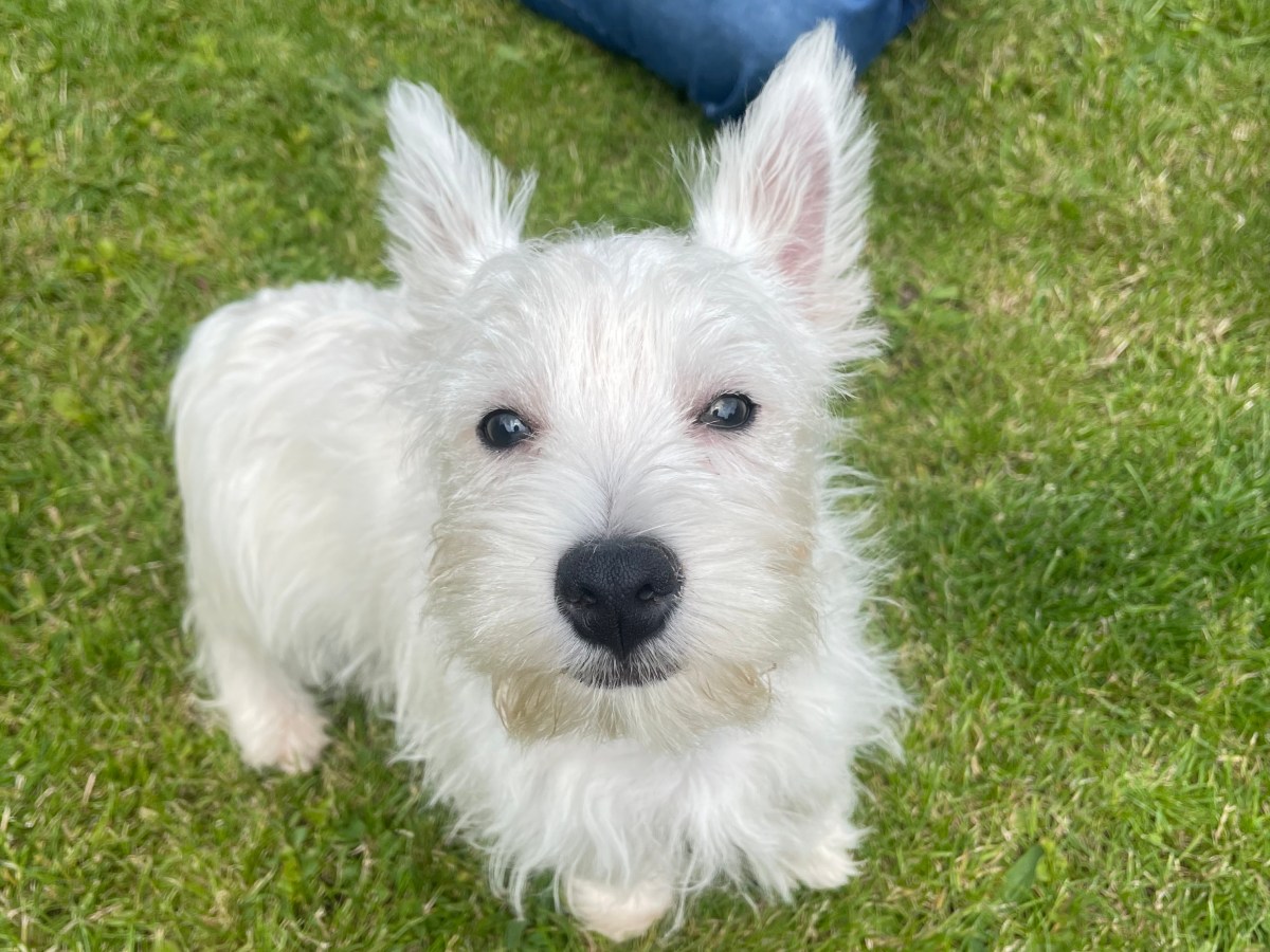 🐶 Life Finds A&nbsp;Way