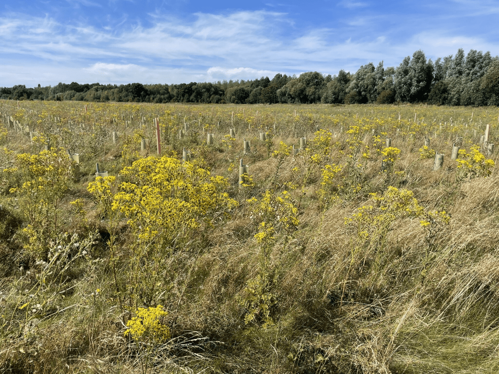 Ragwort pulling at Flitwick Country Park