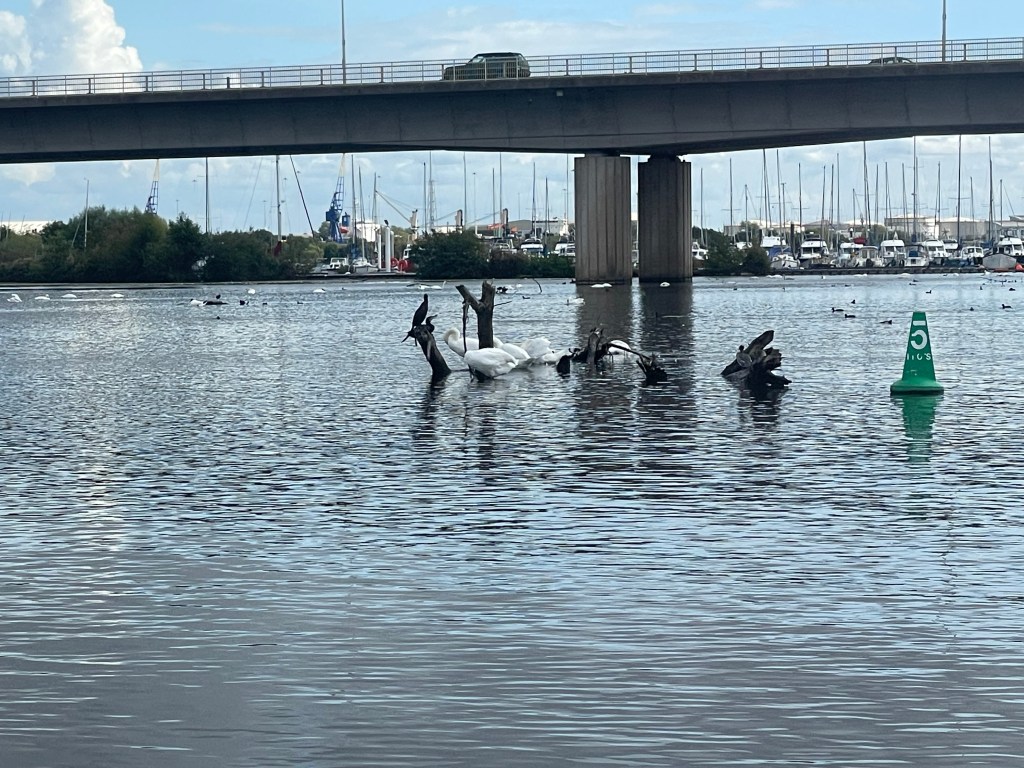 Birds nesting on a branch